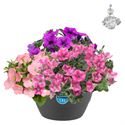 Afbeelding van Hp27 mono.mix Petunia Dekko mix2